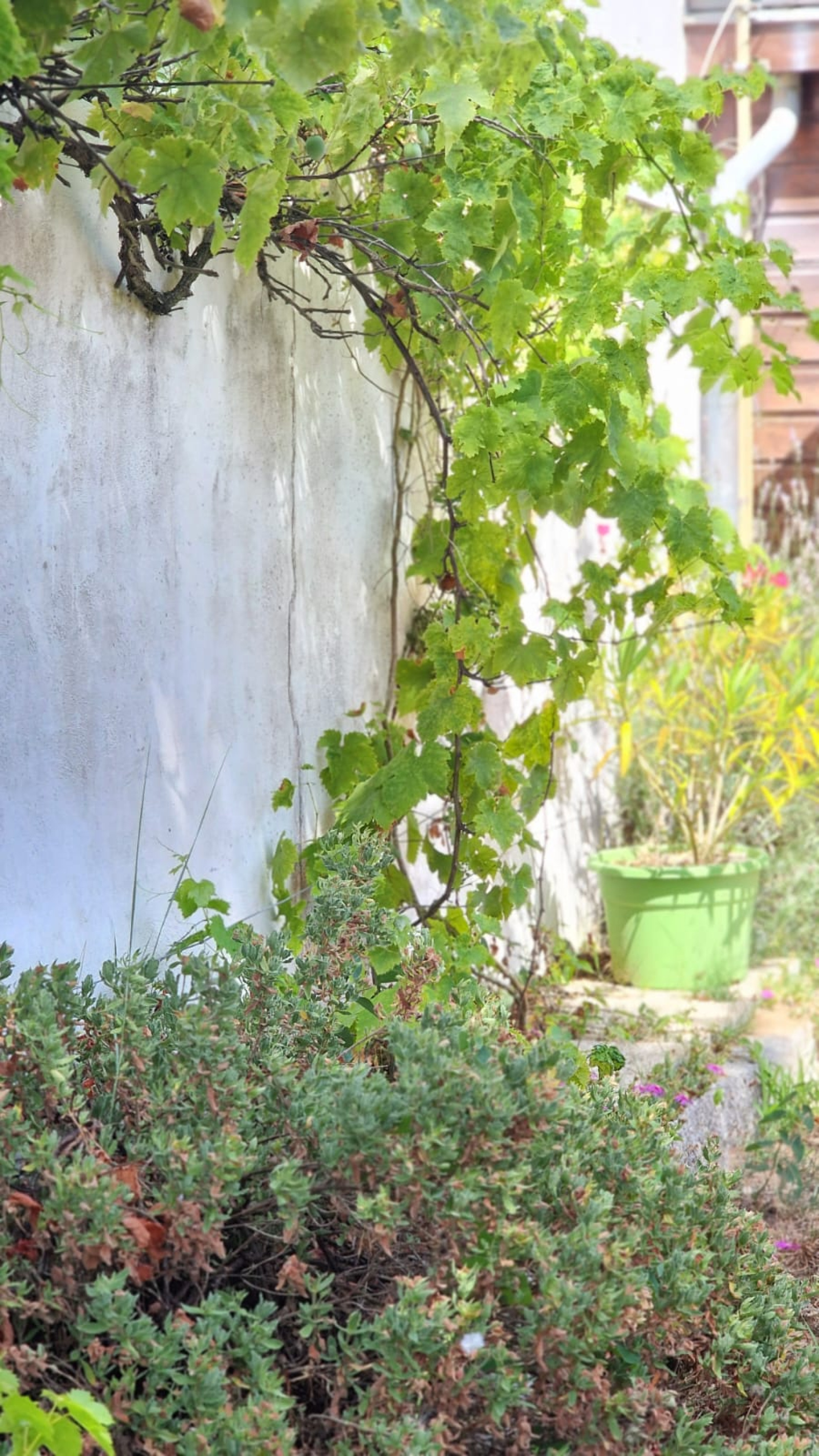 Image_, Maison, La Plaine-sur-Mer, ref :MAIS 06398